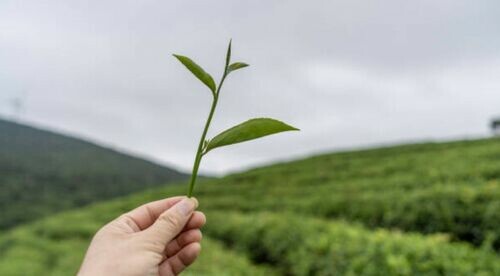 收藏您獨一無二的茶葉